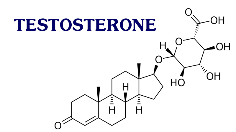 testosterone ở nam giới