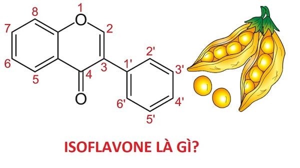 isoflavone là gì?